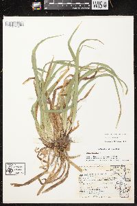 Carex arctata image