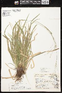 Carex arctata image