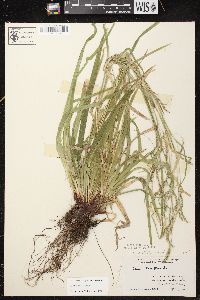 Carex arctata image