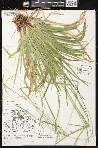 Carex arctata image