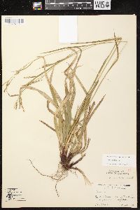 Carex arctata image