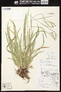 Carex arctata image