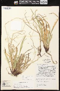 Carex arctata image