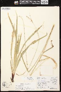 Carex arctata image