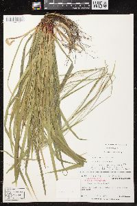 Carex arctata image