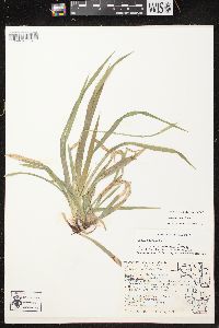 Carex arctata image