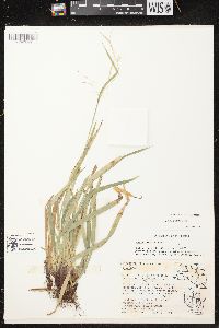 Carex arctata image