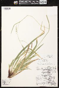 Carex arctata image