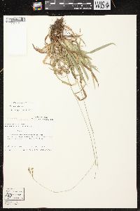 Carex arctata image