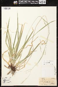 Carex arctata image