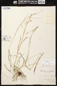 Carex arctata image