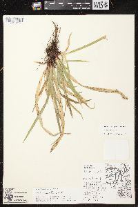 Carex arctata image