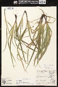 Carex arctata image