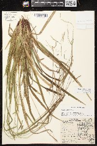 Carex arctata image