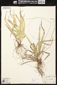 Carex arctata image