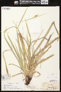 Carex arctata image