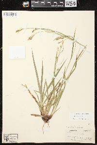 Carex arctata image