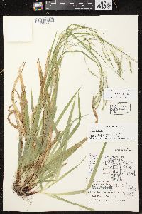 Carex arctata image