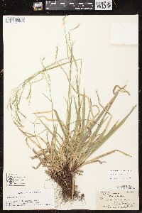 Carex arctata image