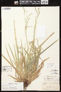 Carex arctata image