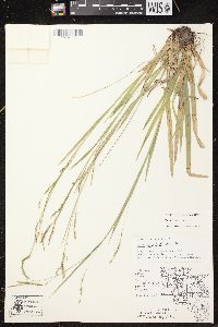 Carex arctata image