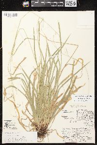 Carex arctata image