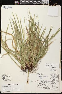 Carex arctata image