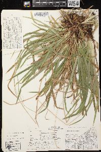 Carex arctata image