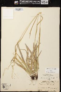 Carex arctata image