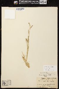 Carex arctata image