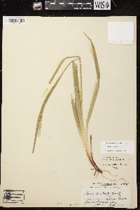Carex arctata image