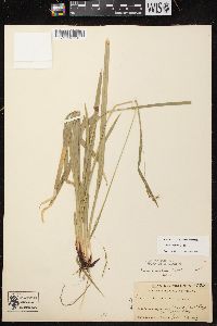 Carex arctata image