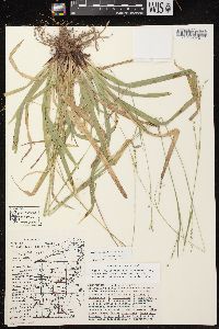 Carex arctata image