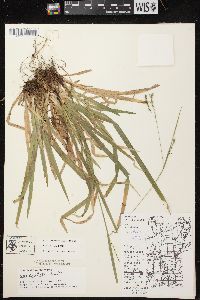 Carex arctata image