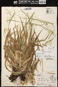 Carex arctata image