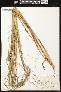 Carex atherodes image