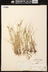 Carex aurea image