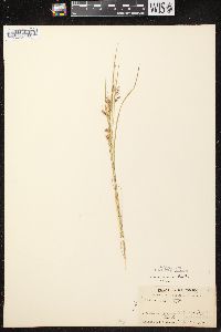 Carex aurea image