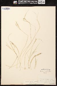 Carex aurea image