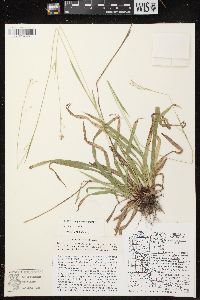 Carex arctata image