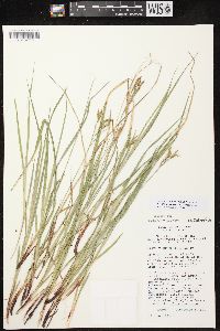 Image of Carex x knieskernii