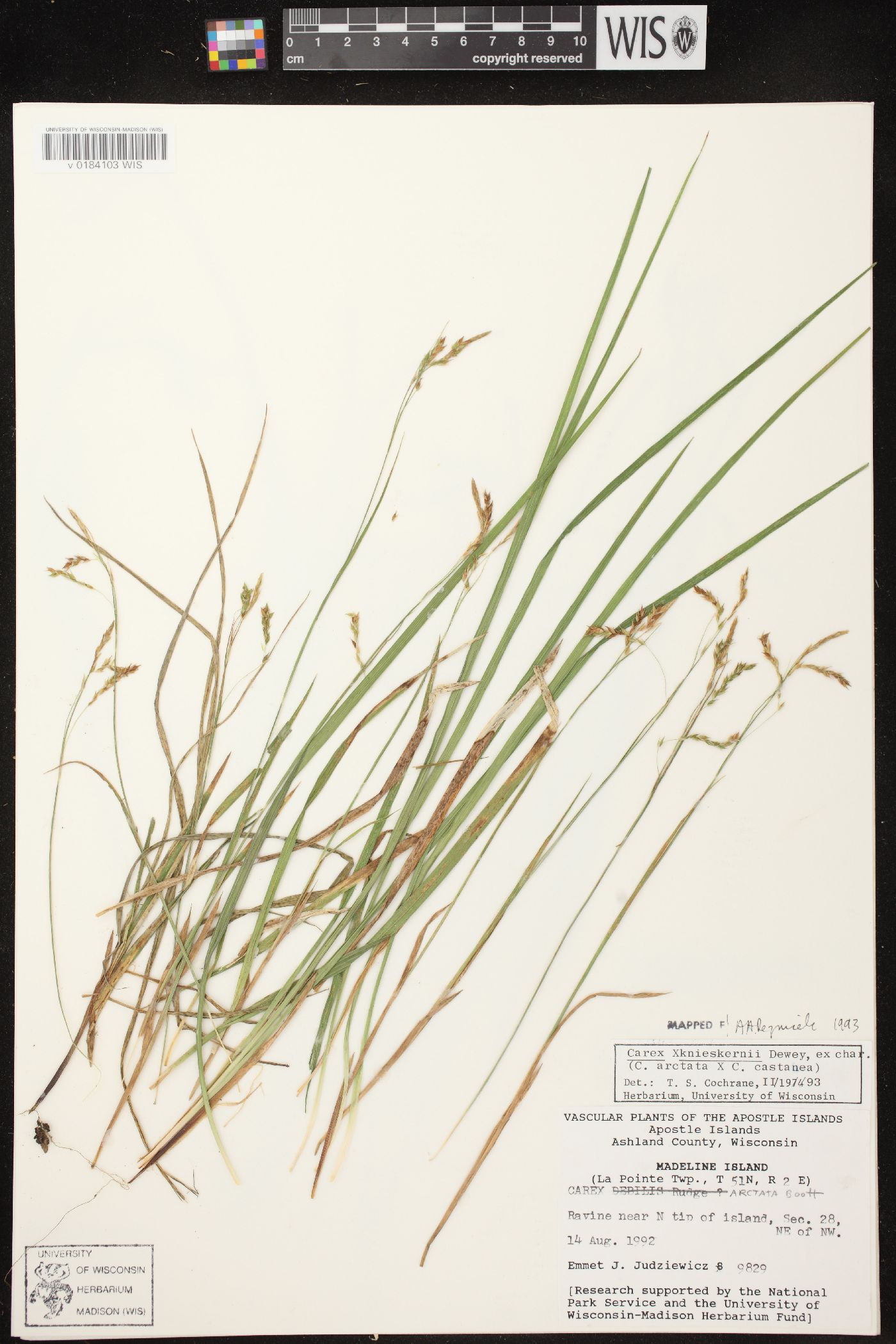 Carex x knieskernii image