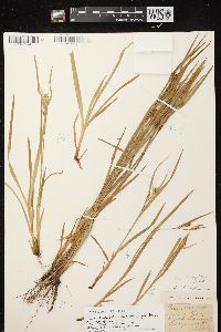 Carex leptonervia image