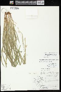 Carex laxiculmis var. copulata image