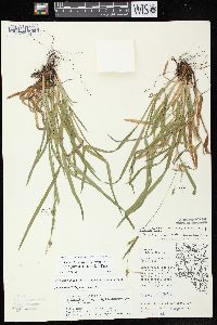 Carex laxiculmis var. copulata image