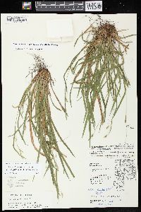 Carex laxiculmis image