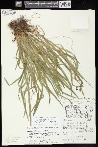 Carex laxiculmis image