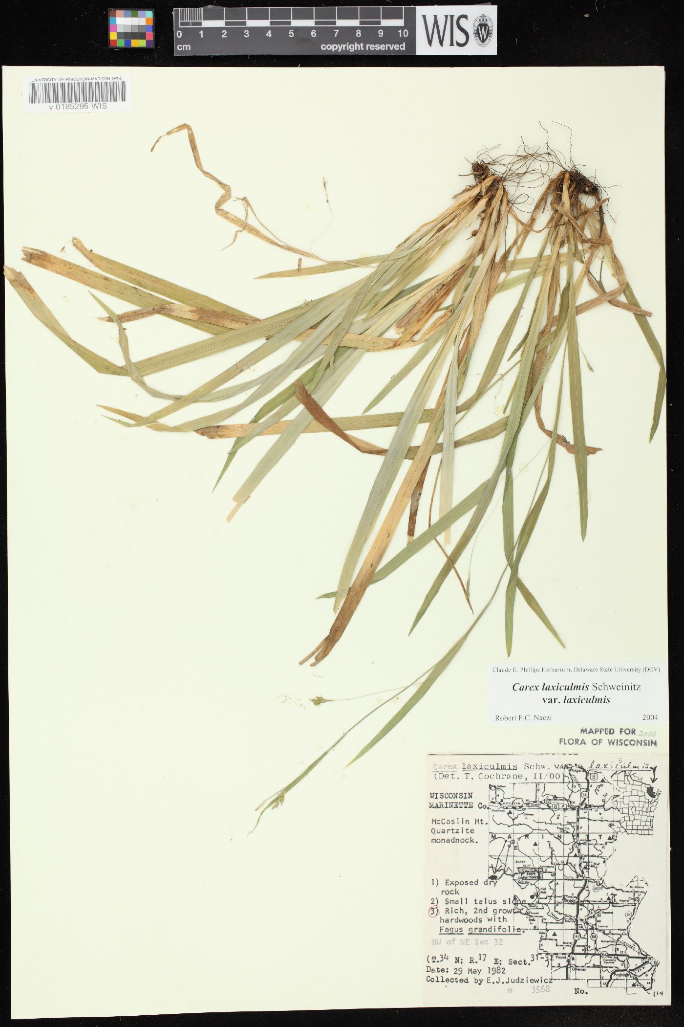 Carex laxiculmis var. laxiculmis image