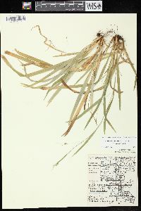 Carex laxiculmis image