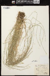 Carex bromoides image